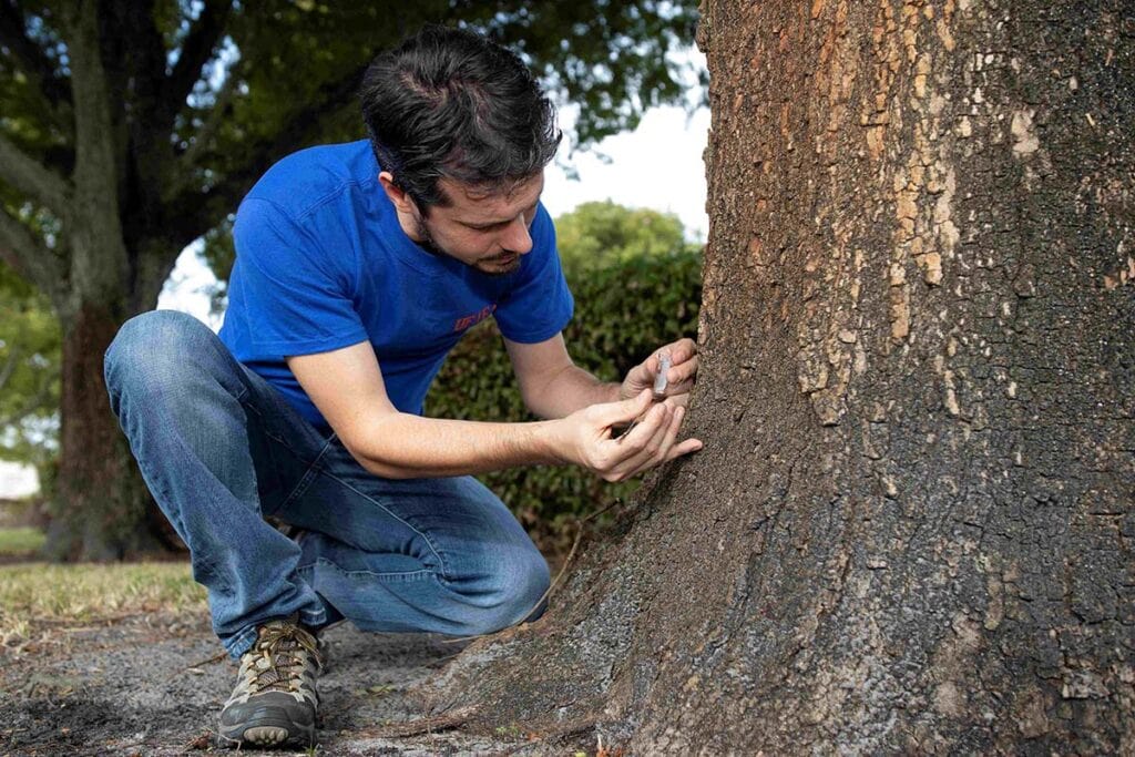 Thomas Chouvenc inspects a tree in South Florida for termites.