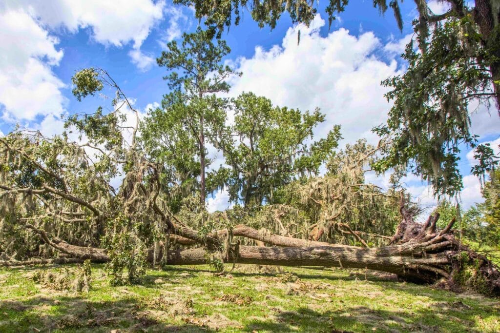 _Trees can get toppled in hurricanes, as seen in this file image. Courtesy of UFIFAS