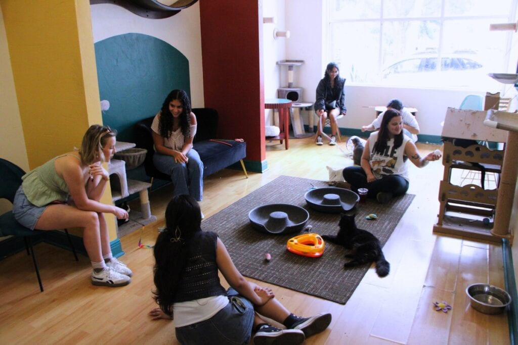 A fully-booked cat room at the Feeline Good Cat Café.