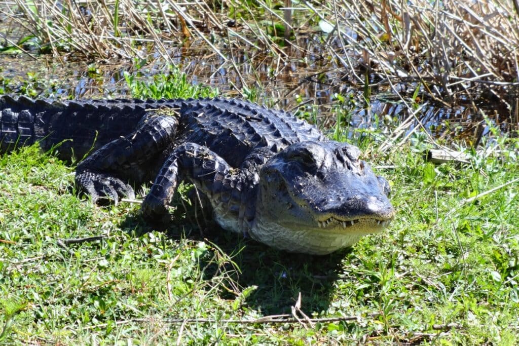 An alligator at Paynes Prairie.