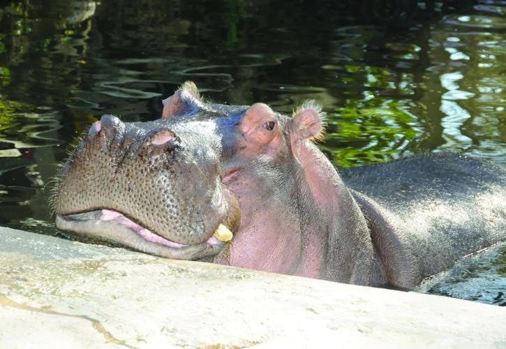 Lu the hippopotamus had lived at Homosassa Springs since 1964.