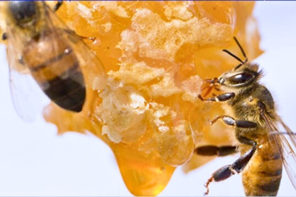 Honey season begins in the spring and runs into early summer.