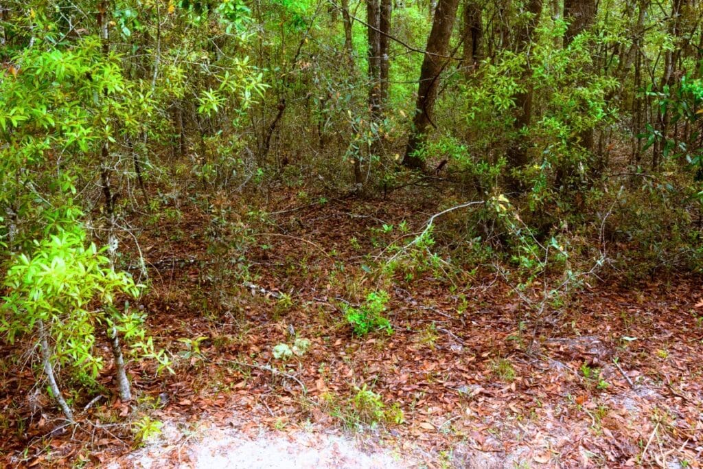 Alachua Conservation Trust announced the purchase of 40 acres near Ichetucknee Springs in Columbia County called the Big Tree 40.  Courtesy of ACT