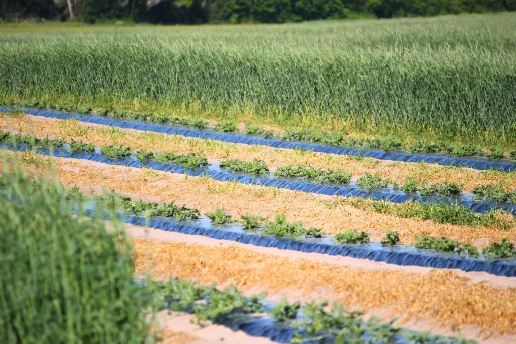 Alachua Conservation Trust is accepting applications from July 1 through July 31 for land management financial assistance contracts through the Forest to Gulf project. Courtesy of ACT