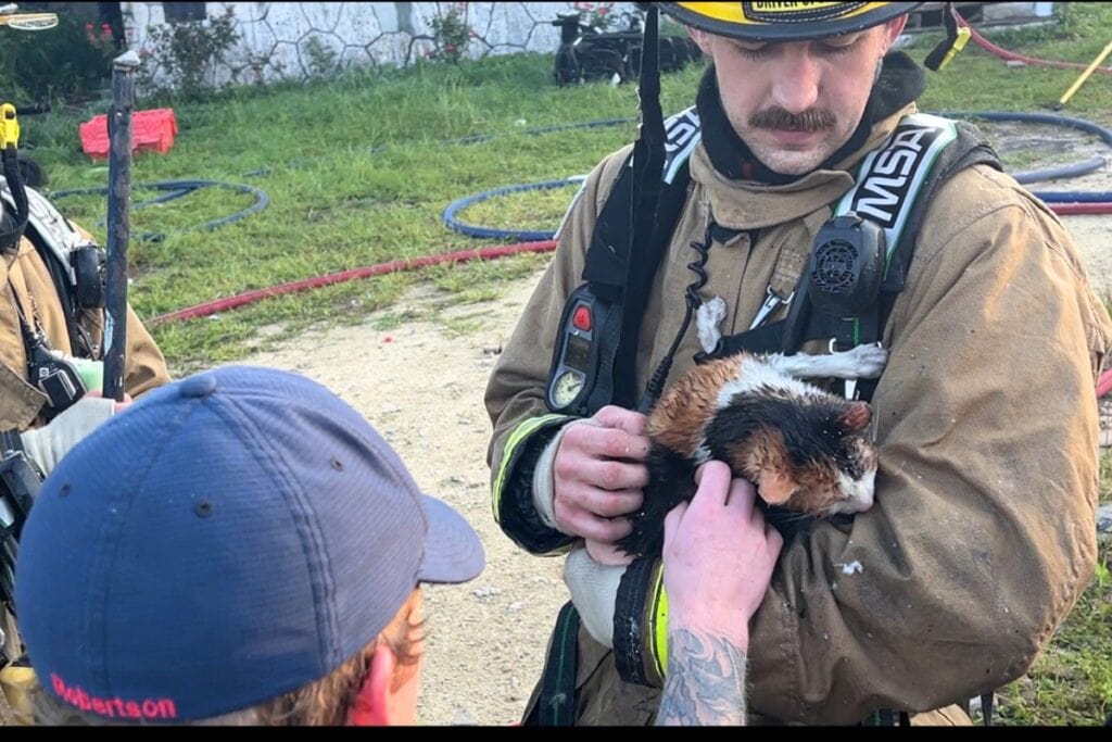 Firefighters found a missing cat that was buried under a pile of boxes during a mobile home fire in High Springs on Wednesday morning. Courtesy of HSFD