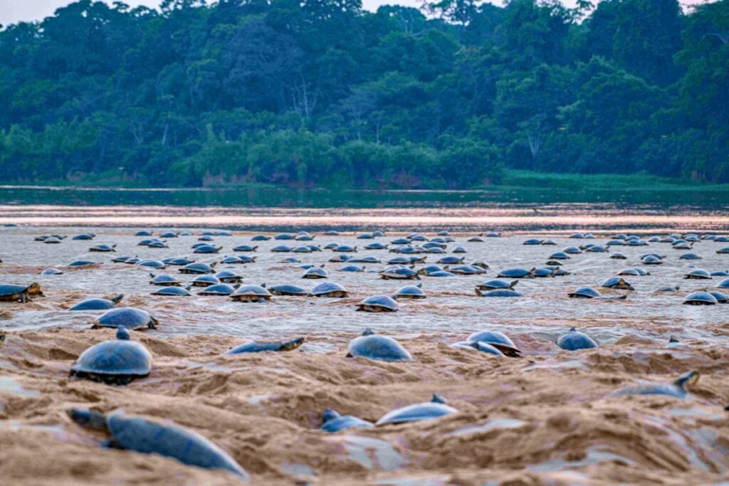 Giant South American River Turtles nesting on a sandbank in the Amazon’s Guaporé River. Photo by Omar Torrico-Wildlife Conservation Society