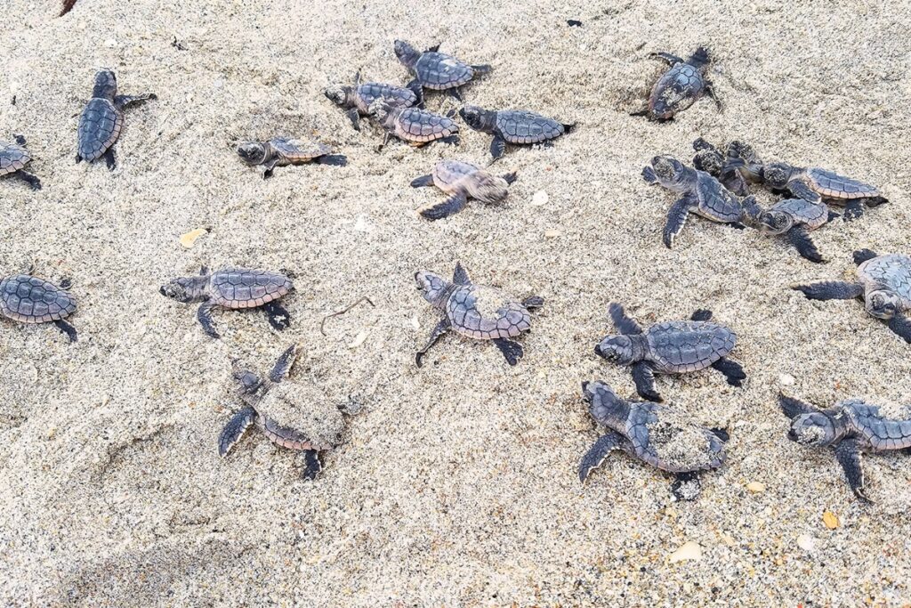 The FWC advises to leave sea turtle hatchlings or eggs alone on the beach. Courtesy of FWC.