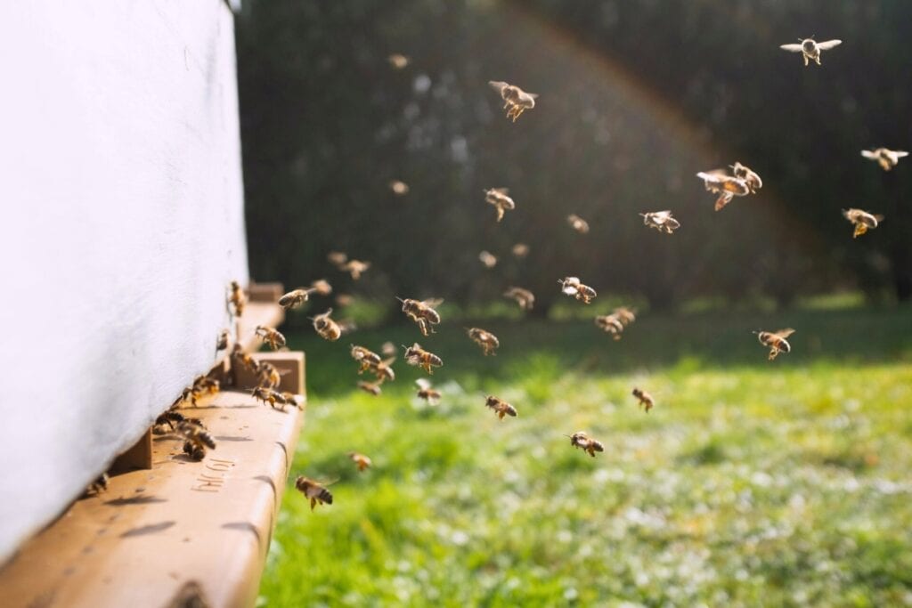 Around 132 Alachua County residents have registered to keep hives and produce honey. Photo by Damien Tupinier on Unsplash (1)