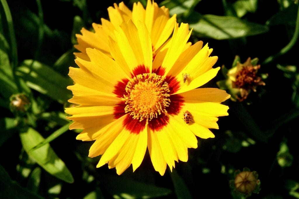 Florida's state wildflower, the coreopsis, can be seen blooming throughout the year. These colorful flowers attract pollinators and other beneficial insects which help control mosquito populations.