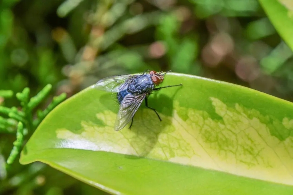 Fly.