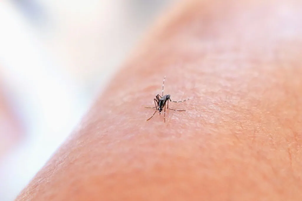 Mosquito on human.