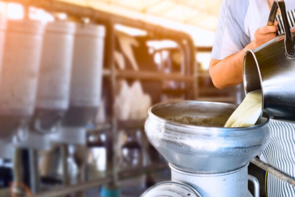 Farmer,Pouring,Raw,Milk,Into,Container,At,Dairy,Farm.