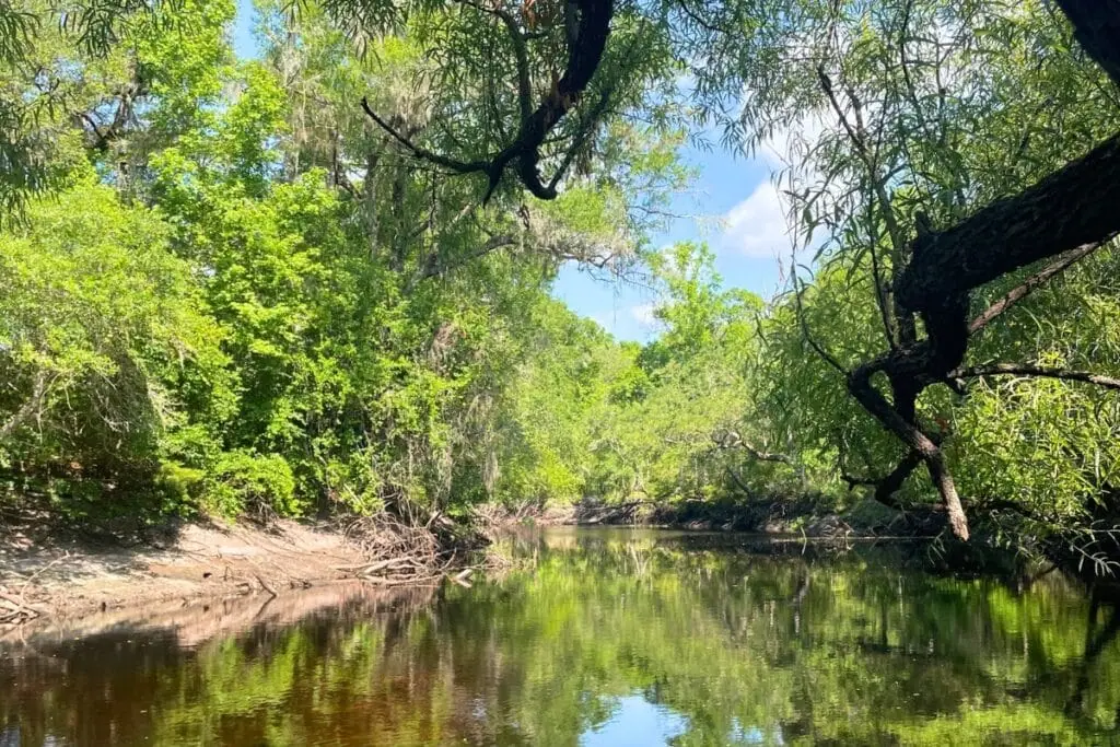 The Alachua Conservation Trust recently purchased 54 acres from the Rimes Family along the Santa Fe River in Union County. Courtesy of ACT