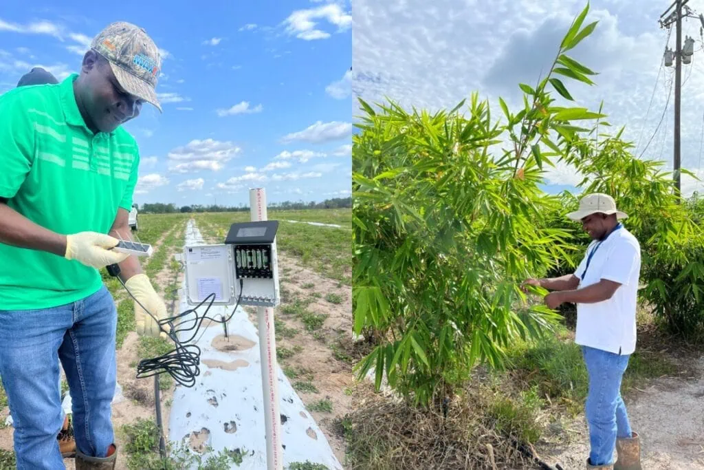Davie Kadyampakeni, a UF/IFAS associate professor of soil, water, and ecosystem sciences, leads the research into bamboo.