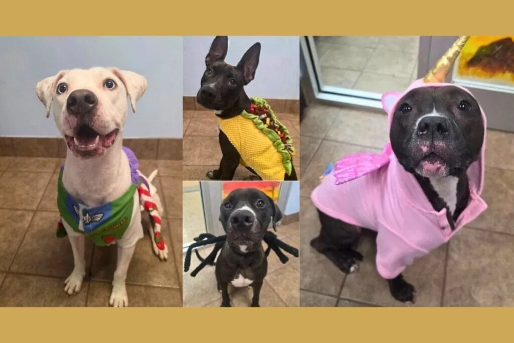 Alachua County Animal Resources will combine Halloween fun with pet adoptions at its upcoming ACAR After Dark event on Saturday. Courtesy of ACAR
