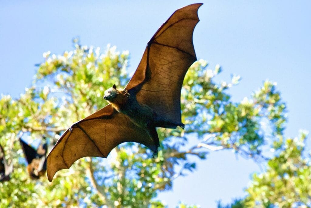 Flying bat.
