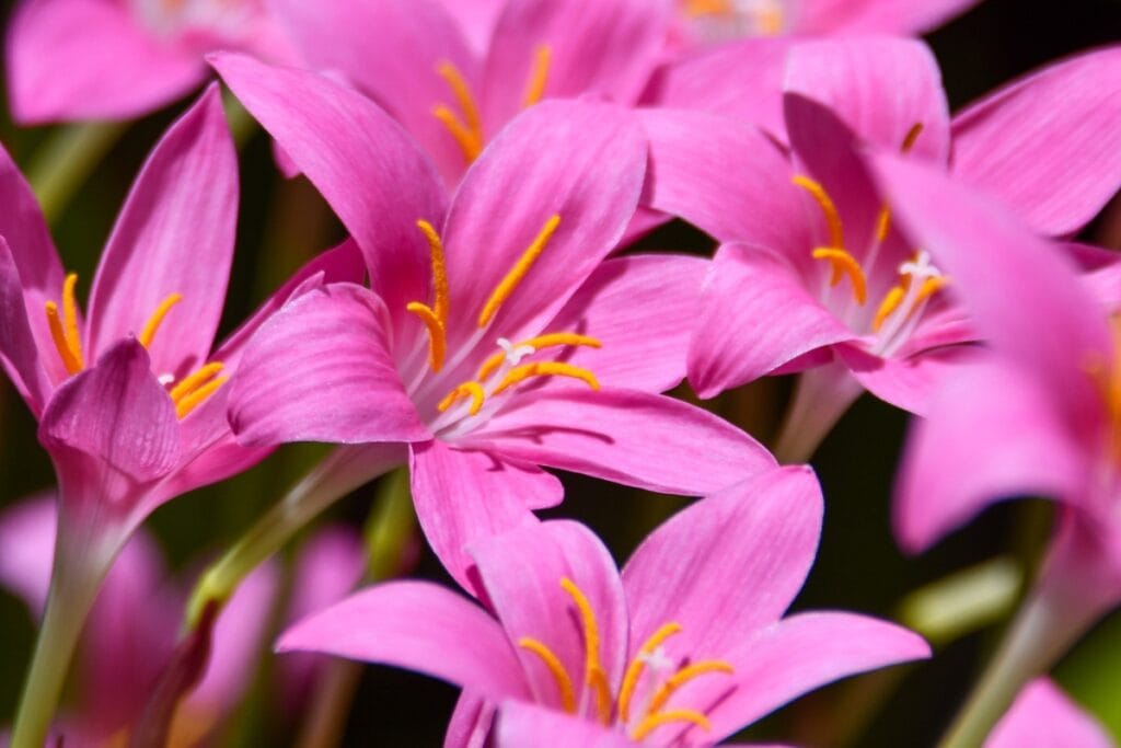 Kanapaha Botanical Gardens will host the Gainesville Orchid Society’s annual “Orchids in the Garden” event on Saturday. Courtesy of Kanapaha Botanical Gardens