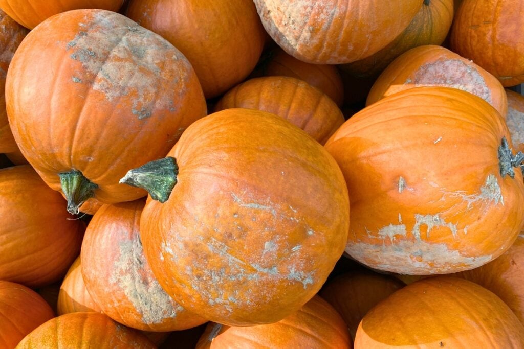 Pumpkins. Photo by Mike Houser-unsplash