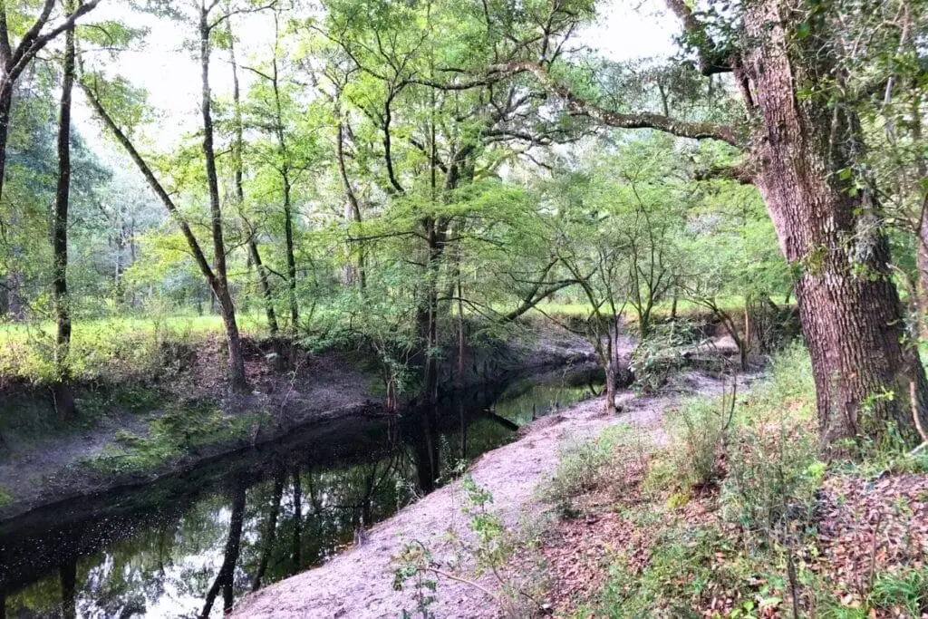 The Alachua Conservation Trust recently acquired an easement to protect a 416-acre stretch of land along the Olustee Creek near the confluence with the Santa Fe River in Columbia and Union countie