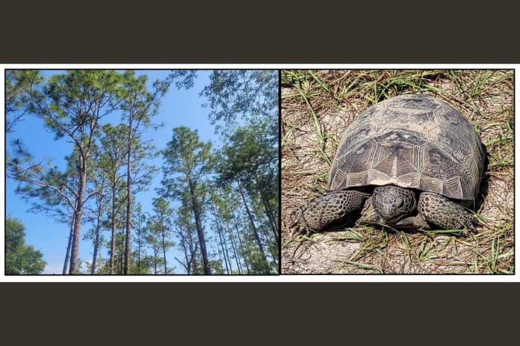 Alachua County will celebrate the 25th anniversary of the Alachua County Forever land conservation program on Sunday with a guided hike in the Watermelon Pond Preserve. Courtesy of Alachua County