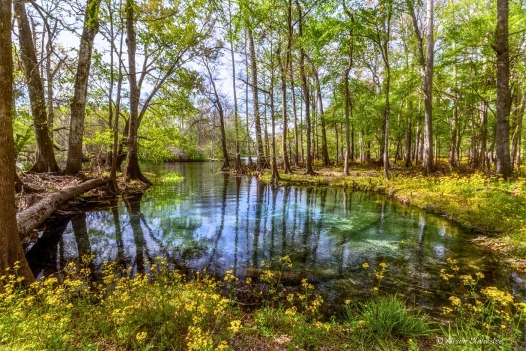 The Alachua Conservation Trust recently purchased 429 acres along the Santa Fe River at Sawdust Springs. Photo by Alison Blakeslee