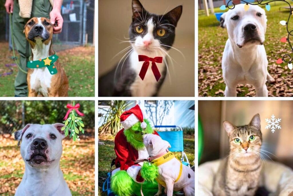 Alachua County Animal Resources will host its third annual Whisker Wonderland Adoption Drive on Friday and Saturday. Courtesy of Alachua County