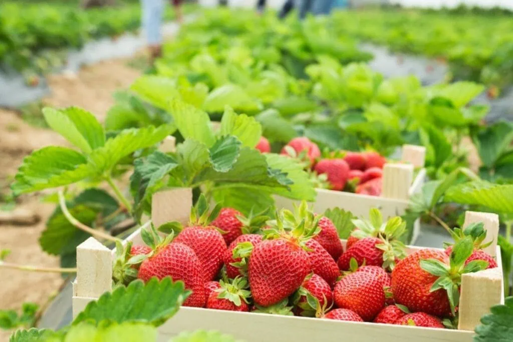 Alachua County recently unveiled a new Food Hub Feasibility Study webpage designed to keep residents informed and to provide updates as the study moves forward. Courtesy of Alachua County