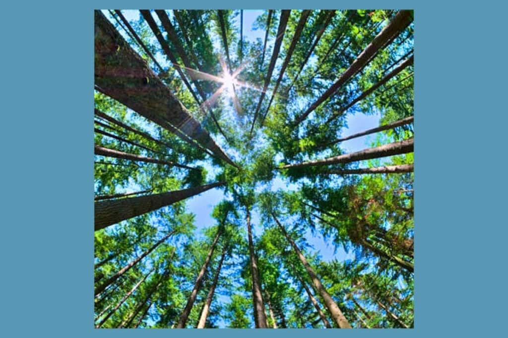 The Gainesville Garden Club will host “Your Garden in Winter” to celebrate Arbor Day on Sunday. Courtesy of GGC