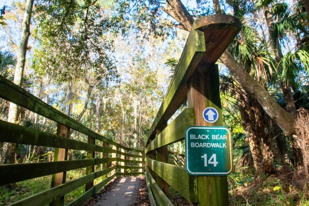 Trees hang over a boardwalk in the Black Bear Wilderness Area on Dec. 23, 2025. The 7-mile hiking trail, located in Seminole County, is a popular spot to sight the elusive Florida black bear.
