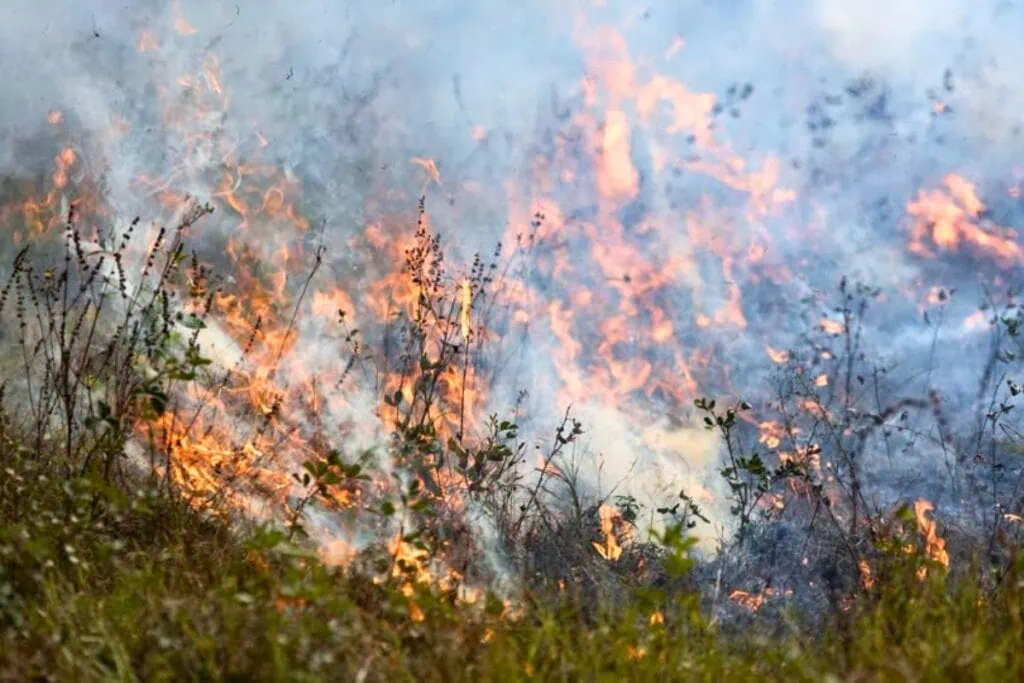 As Florida continues to experience dry, windy conditions, UFIFAS encourages people to review your landscape, remove excess fuels, and make fire‑smart choices that protect your home and community.