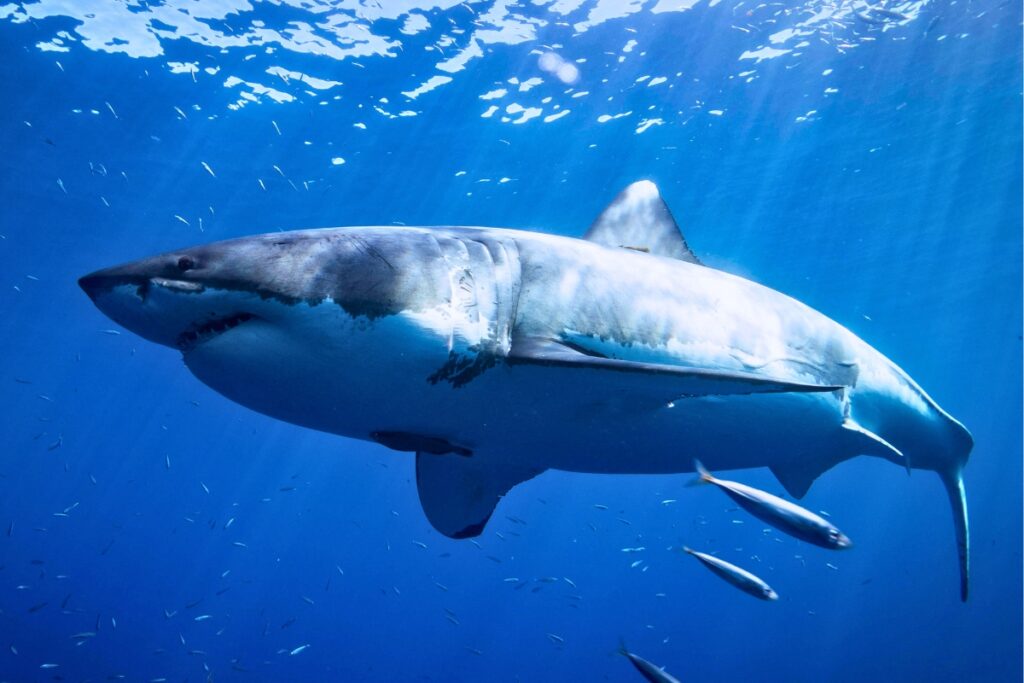 Great white shark swimming with fish.