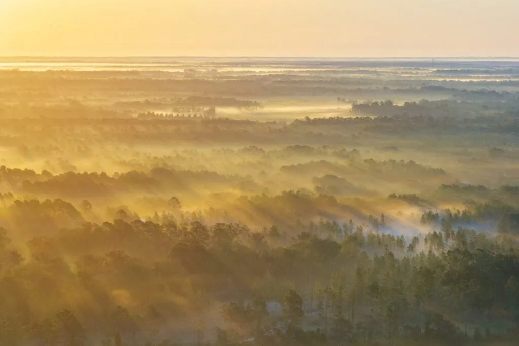 A bird's view of forests around Little Orange Creek in the early morning.