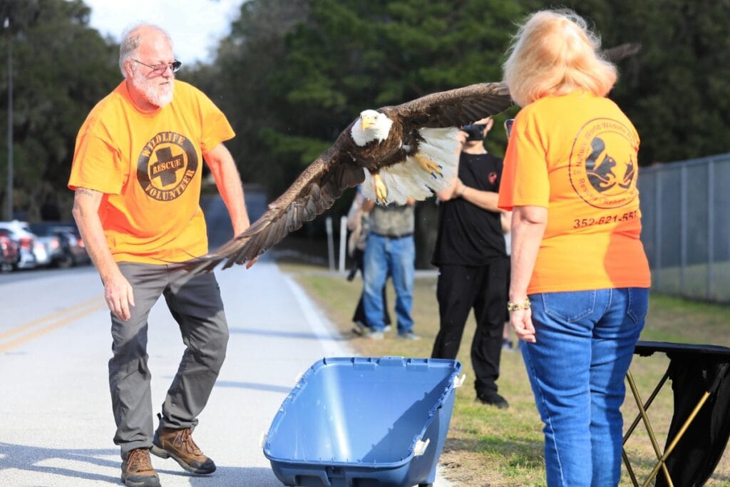 Ross Bedard watches Majesta take to her wings after being in rehab for 18 days. Photo by Seth Johnson