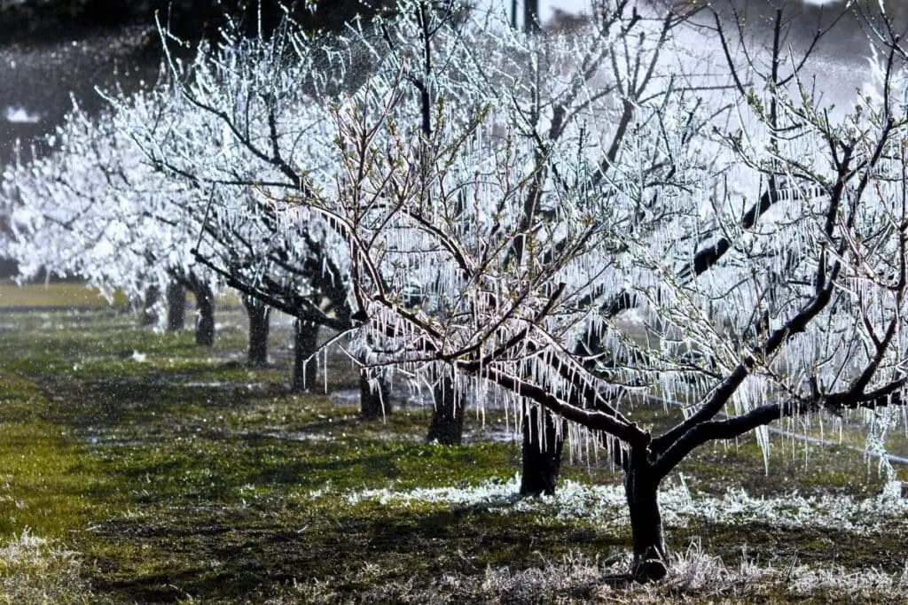 UF-IFAS is asking Florida agricultural producers to use a survey to share the effects of winter freezes that have occurred between December and February. Courtesy of UF-IFAS