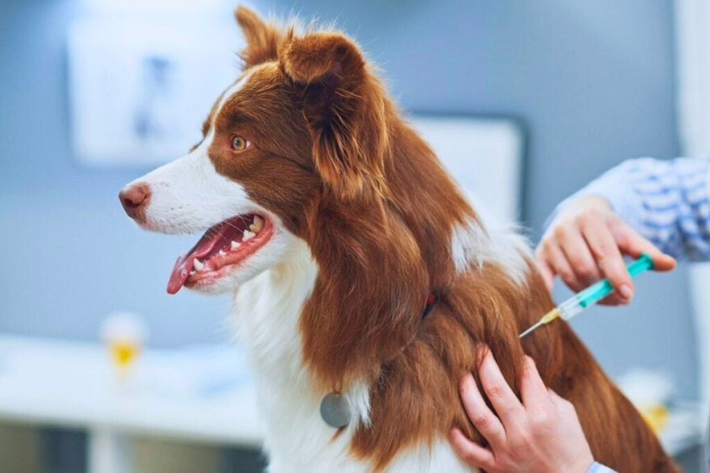 The Alachua County Animal Resources (ACAR) is partnering with Sweetwater Veterinary Clinic to host a low-cost veterinary clinic for pets on Saturday. Courtesy of Alachua County