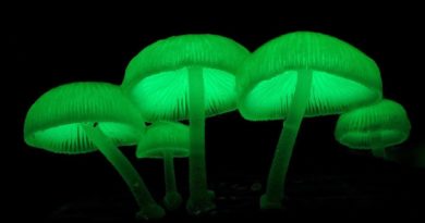 Mycena chlorophos