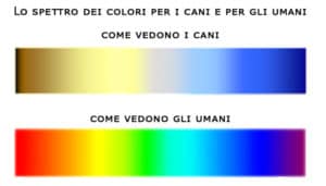 Come vede il mondo un cane