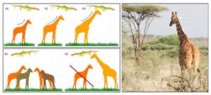 Lamarck vs Darwin