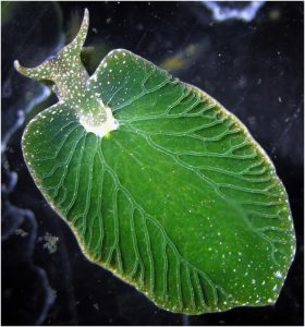 Elysia chlorotica