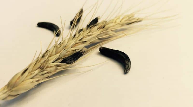 Ergot su segale
