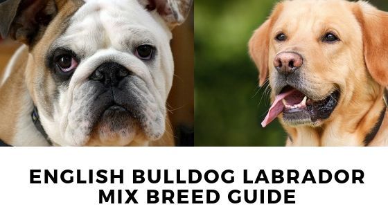 English Bulldog Lab Mix: Your Complete Bullador Guide