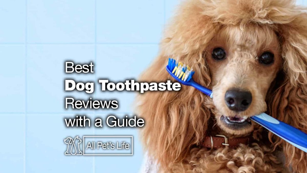 most effective dog toothpaste