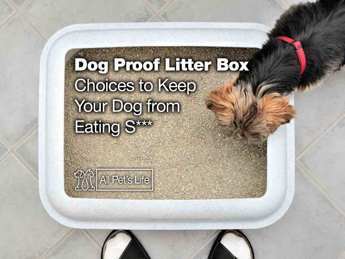 dog ate breeze litter pellets