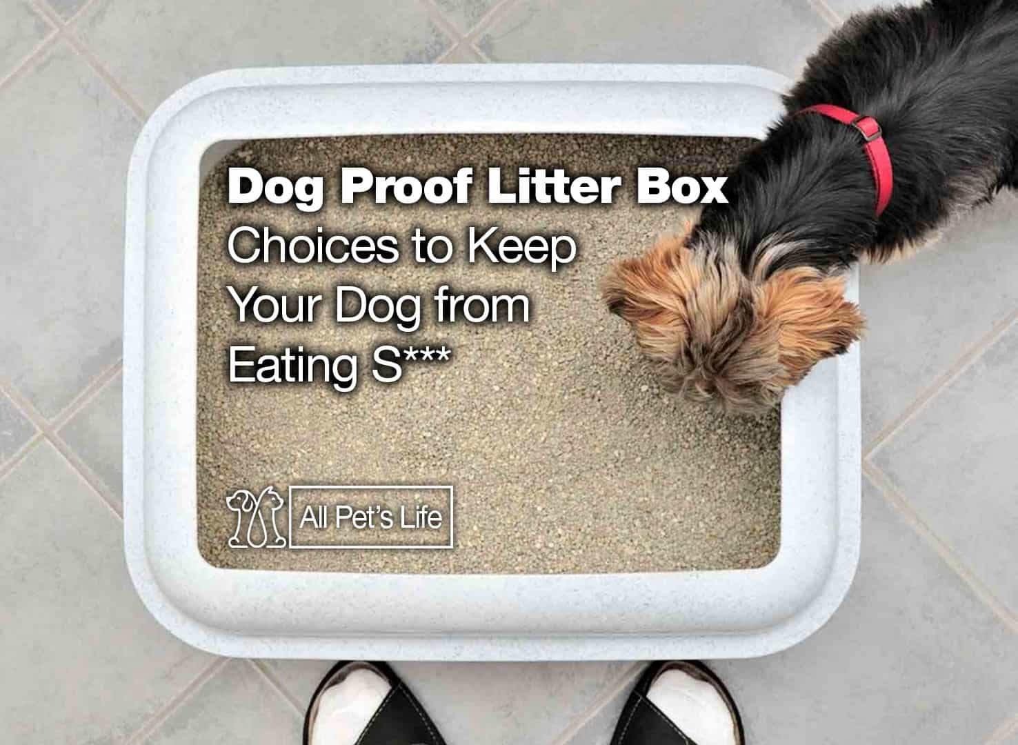 keep dog out of litter box
