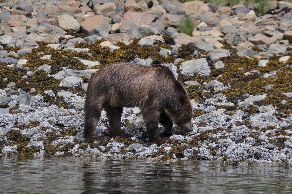 Hungry Grizzly Bear Grizzly Bear on beach with head down