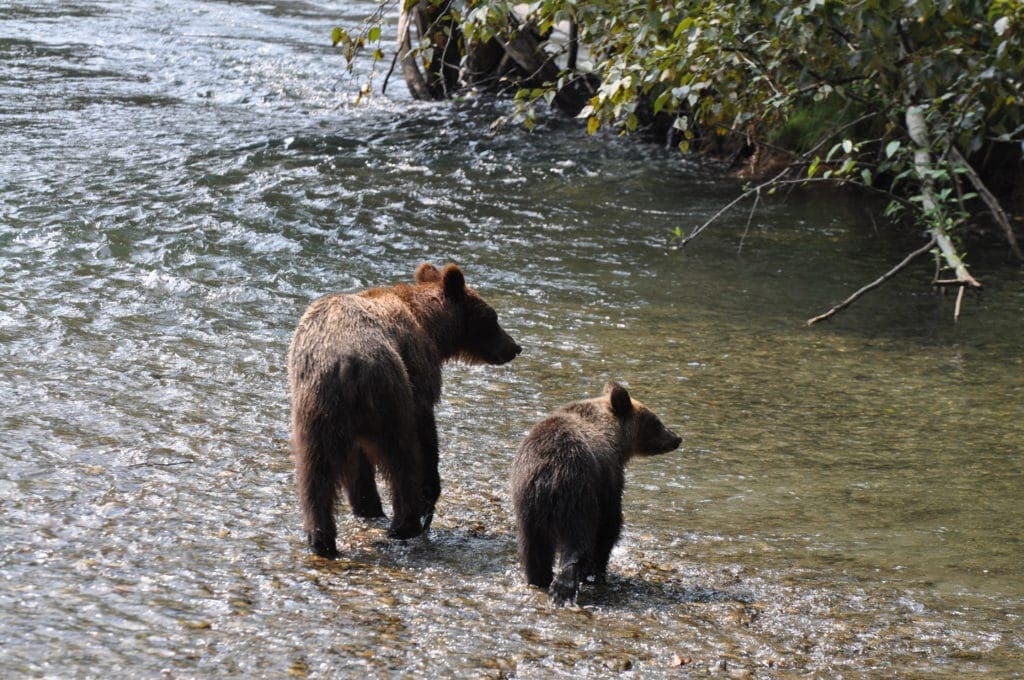 Mom and Cub in the Orford Mom and cub Grizzly Bear in River