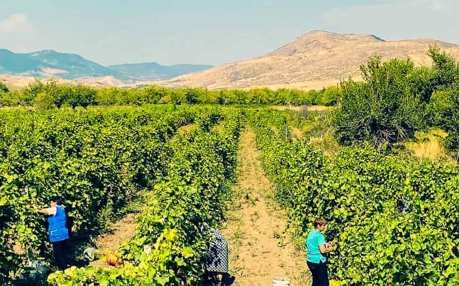 The harvest does not stop, even though the vineyards the Manasyans tend are less than a kilometre from Azerbaijan’s military positions. In 2021, Azerbaijani troops inched forward and tried to position themselves right by the vineyard. The harvest does not stop, even though the vineyards the Manasyans tend are less than a kilometre from Azerbaijan’s military positions. In 2021, Azerbaijani troops inched forward and tried to position themselves right by the vineyard.