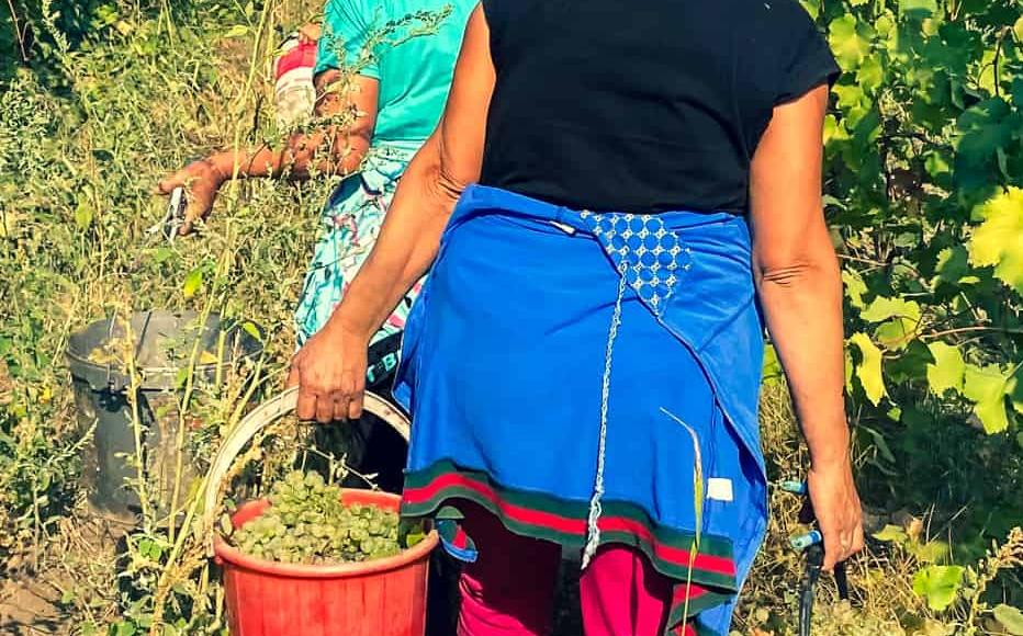 Shushan, Sareda, Nora during the harvest. Resident use large parts of the harvest, producing wine and vodka for personal use, but some of it is sold to wine producers. The main winery among Karabakh’s 15 producers, Kataro, was based in the village of Togh, in Hadrut region, which fell under the control of Azerbaijan in 2020.