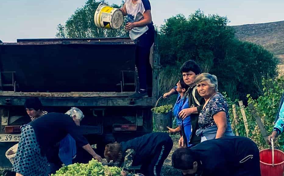 Bunches of Rkatsitelli pile up by the truck. Once full, it will be driven to Martuni where the grapes will be unloaded at the local branch of the BH Brandy Company, a Yerevan-based brand producing about one million bottles a year of wine, brandy and vodka.