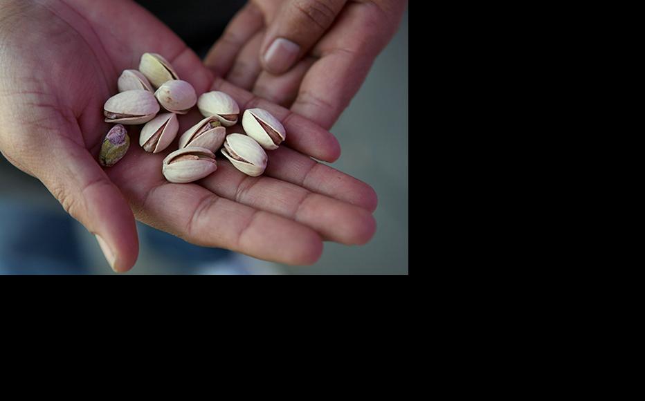 Officials and farmers say that lucrative crops, especially the highly-valued pistachios, will help replace narcotics. (Photo: Justin Sullivan/Getty Images)